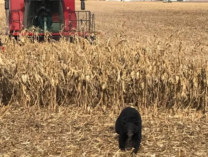 Black bear in field
